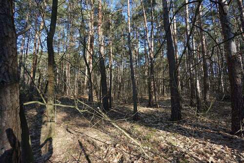 Auf dem Grundstück (1).jpg - Grundstück zum Kaufen in Borkwalde