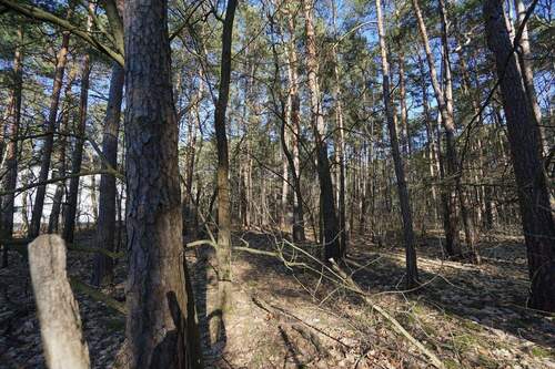 Auf dem Grundstück (2).jpg - Grundstück in Borkwalde
