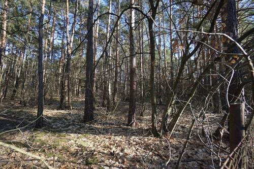 Auf dem Grundstück (3).jpg - Grundstück in Borkwalde zum Kaufen