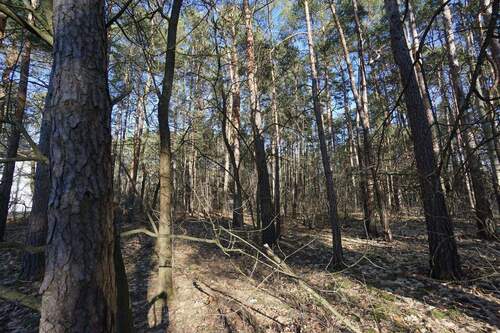 Auf dem Grundstück (7).jpg - 