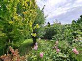 12.Garten.jpg - 