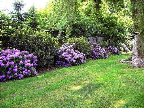 Rhododendronhecke - 
