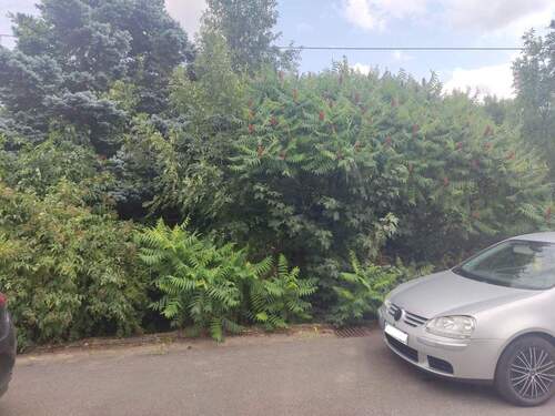 Grundstück Olk - Einfamilienhaus mit 211,00 m&sup2; in Ralingen zum Kaufen