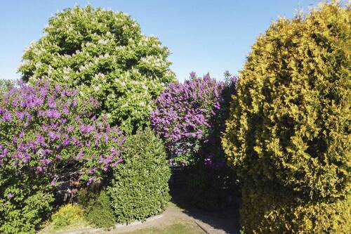 Impression Pflanzen - 