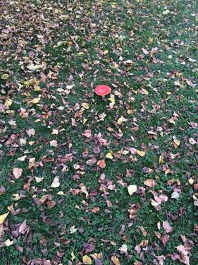 Wiese - Grundstück in Hannover