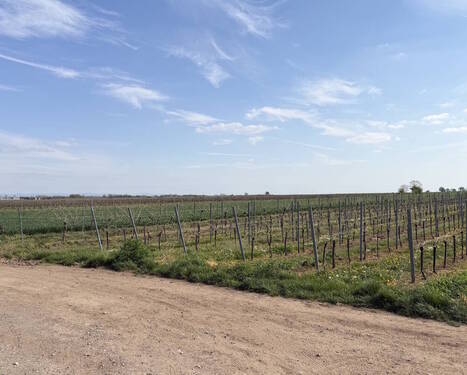 ...noch mehr Natur - Reihenendhaus mit 119,00 m&sup2; in Worms / Weinsheim zum Kaufen