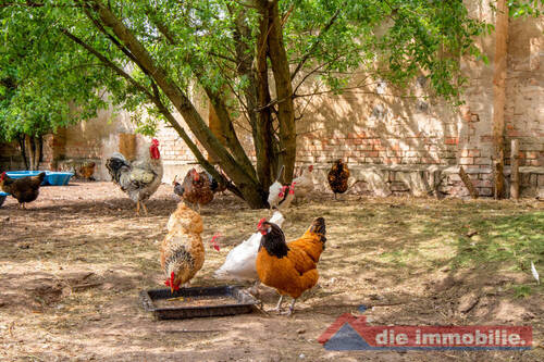 Hühnerparadies - großzügiges Freigehege - 
