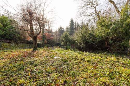 eingewachsener Garten - 