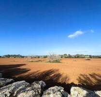 Mallorca. Großzügiges Fincagrundstück mit Altbestand in ruhiger und sonniger Lage Richtung Sa Rapita. - Llucmajor