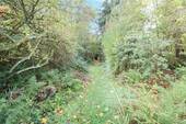 Naturnaher Waldbereich für Erholungspausen - 