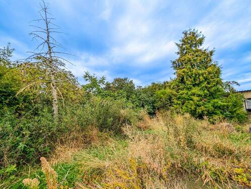 Wildwuchs - Grundstück zum Kaufen in Markranstädt