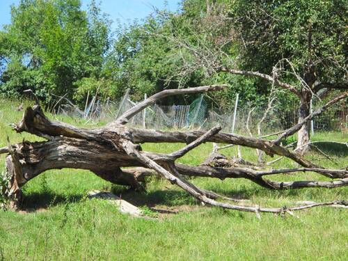 ...der Baum als Natur-Kunst-Objekt....JPG - Grundstück in Stuttgart