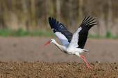 Storch - 