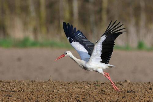 Storch - 