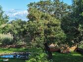 Apfelbaum - 