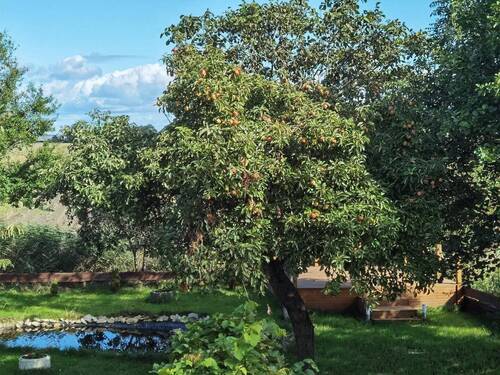 Apfelbaum - 