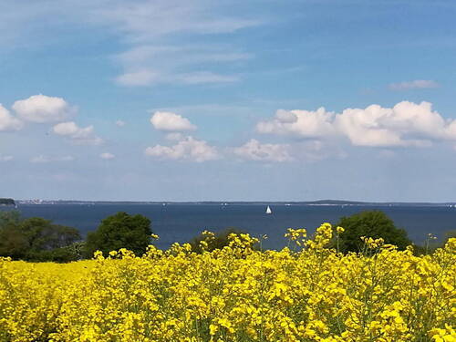 Rapsblüte in der Nähe - 