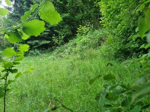 Garten hinter dem Haus - 