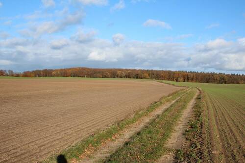 Blick Richtung Krebsseewald - Grundstück zum Kaufen in Zirchow