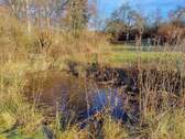 Gartenteich - 