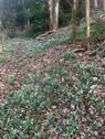 Wald mit unzähligen Märzenbechern - 