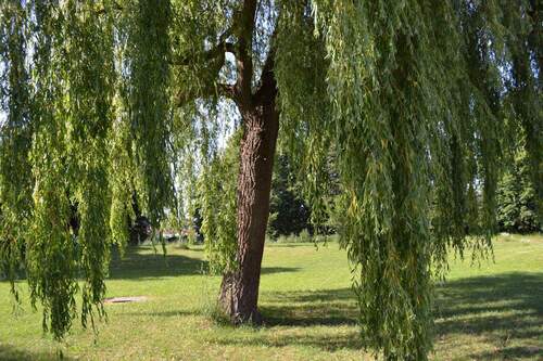 Garten Grundstück - Mehrfamilienhaus, Wohnhaus mit 540,00 m&sup2; in Haundorf zum Kaufen
