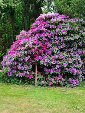 BLÜTE IM FRÜHJAHR - 
