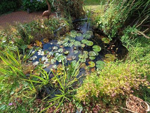 Fischteich - 