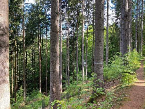 1Vazk8xg.jpeg - Große Waldflächen mit Zuwegungen