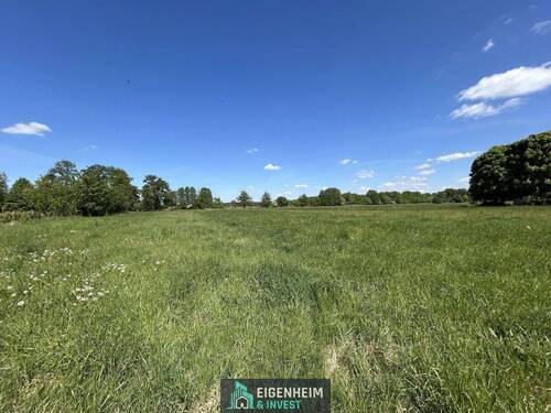 Feld - 