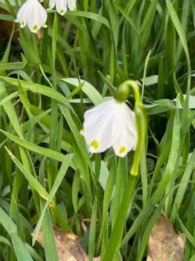 .. Frühlingserwachen ! - 