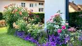 Farbenreiches Rosenbeet im Garten - 
