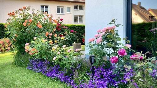 Farbenreiches Rosenbeet im Garten - 