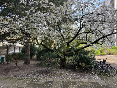Fahrradständer vorm Haus - 
