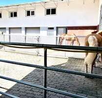 Wo Pferde zuhause sind und Reiter glücklich werden! - Adelmannsfelden