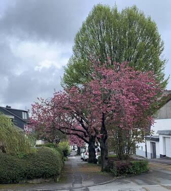 Gehweg / Straße - 7 Zimmer Mehrfamilienhaus, Wohnhaus zum Kaufen in Brilon
