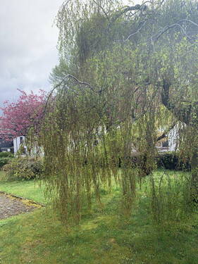 Garten Nebenstraße - 