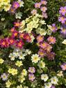 Blumenwiese - 