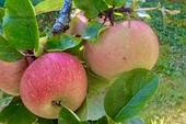 Gartenimpressionen - 