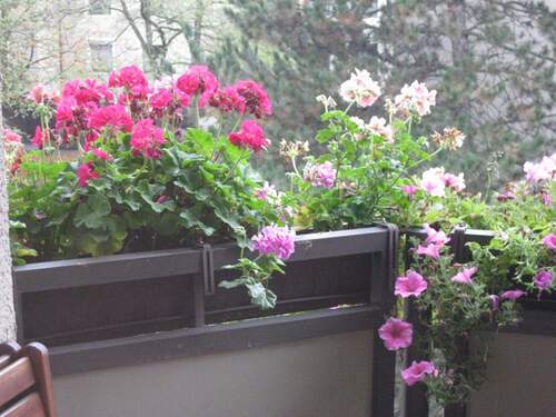 SW-Balkon im Sommer - 