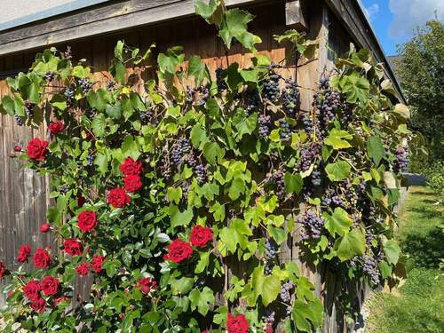 Schuppen mit Weinstock - 