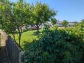 Garten m. Obstbäumen - 