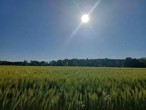 Bild 2 - 1 Zimmer Einfamilienhaus zum Kaufen in Münster Wolbeck
