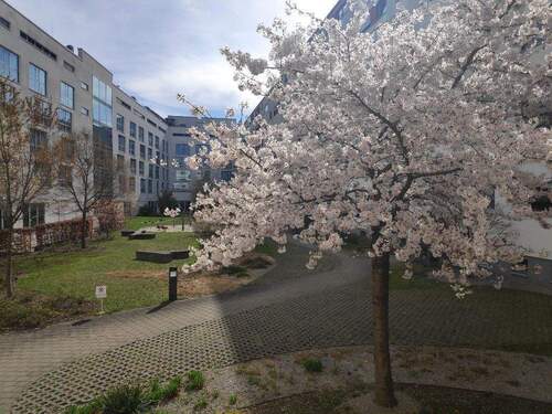 Kirschblüte im Innenhof - KP-Faktor 27,2; Energiea. A+, 2-Zi Bestlage Arnulfpark prov.frei