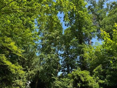 Vogelgezwitscher zum Frühstück - 