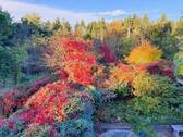 Herbstimpressionen - 