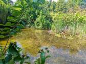 Teich Nahansicht - 