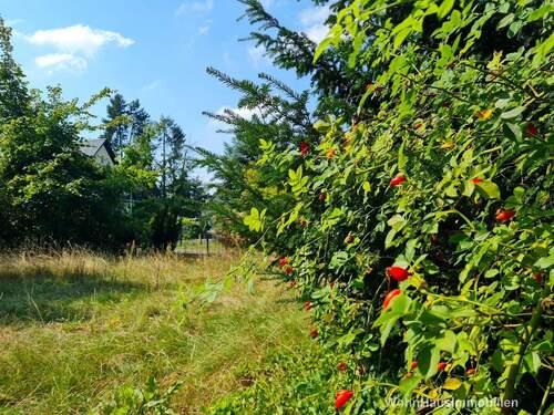 Bewachsenens Grundstück - Großes Baugrundstück zwischen Natur & Hauptstadtflair-bauträgerfrei