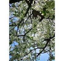 Garten-Freizeitgrundstück (Eigentumsland) im schönen Kiekebusch - Cottbus