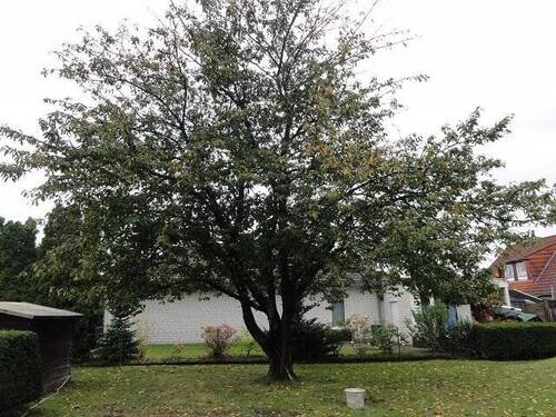 Kirschbaum im Garten - 